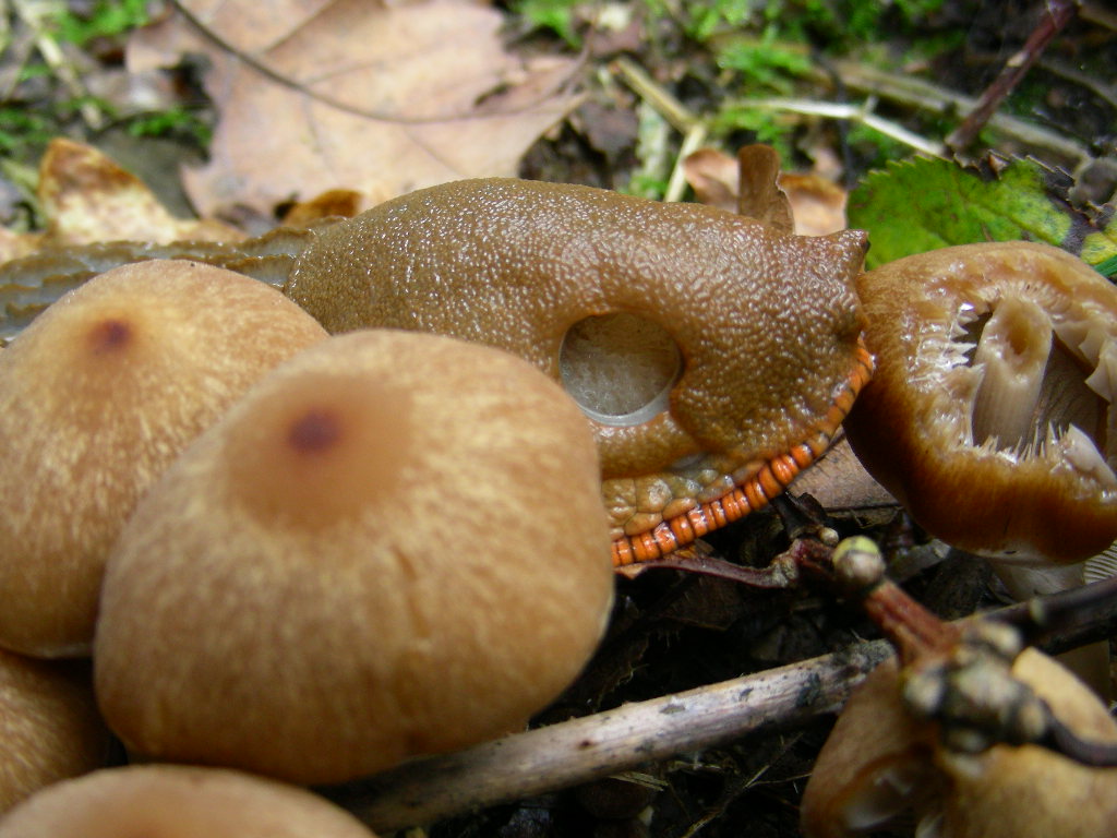 Al Menu ... funghi  Arion sp.